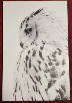 フクロウ アートパネル H58cm W38cm キャンバスアート