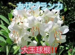 キチピコ(プロフ必読)様 リクエスト 2点 まとめ商品