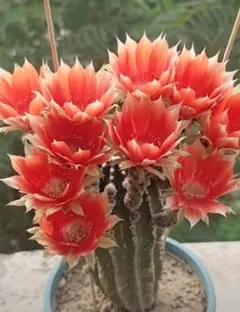 バタフライ 人気種 金紐シリーズ 花サボテン カキコ - メルカリ