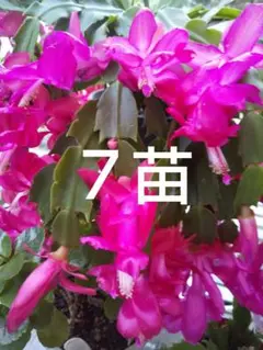 デンマークカクタス7苗のサムネイル