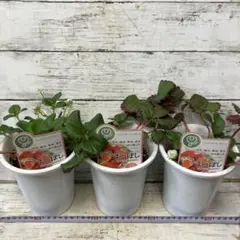 4号×3 いちご　苗　よつぼし　甘いいちご