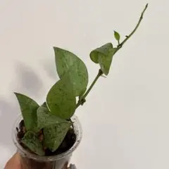 クローニアナシルバー　苗　斑入り　ホヤ　多肉植物　園芸花壇　沖縄/観賞緑　山野草 クローニアナシルバー 苗 斑入り ホヤ 多肉植物 園芸花壇 沖縄/観賞緑