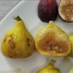 2025年最新】LSUゴールド イチジクの人気アイテム - メルカリ