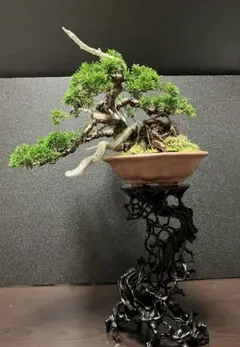 ま*様 五葉松 盆栽 神舎利 大品 半懸崖 サバ幹 樹高90㎝ - メルカリ