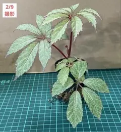 INAプランツ様 リクエスト 2点 まとめ商品