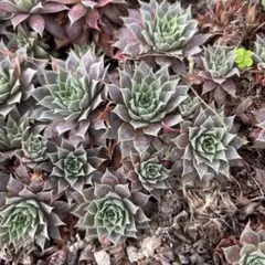 多肉植物 寄せ植え クラッスラ 赤鬼城？ カット苗 箱いっぱい
