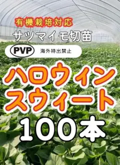 特価】サツマイモ切苗 ひめあずま 100本 - メルカリ