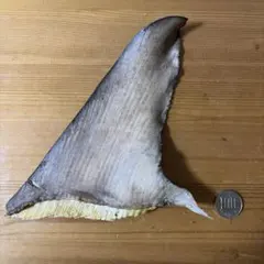 상어 등받이 표본 시로슈모쿠 상어 첫 번째 등받이