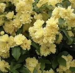 S*G様 モッコウバラ　挿木　発根済　1本