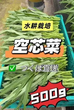 2026年最新】空芯菜の人気アイテム - メルカリ
