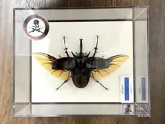 2026年最新】マルスゾウカブト標本の人気アイテム - メルカリ