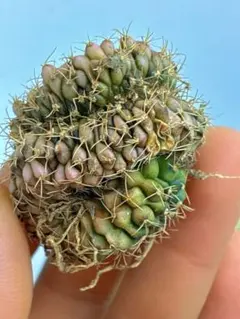 2026年最新】サボテン 綴化の人気アイテム - メルカリ