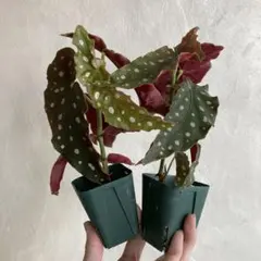 ベ*k様 ベゴニア マクラータ ピンク斑入り Begonia maculata - メルカリ