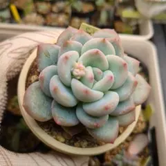 2026年最新】メキシコポルデンシスの人気アイテム - メルカリ