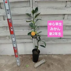 2026年最新】ゆら早生 苗木の人気アイテム - メルカリ