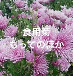 食用菊苗　もってのほか　 5本のサムネイル