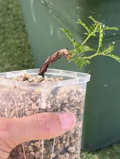 2026年最新】パキプス 根挿しの人気アイテム - メルカリ