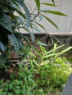 芳香蒸留水　約90ml