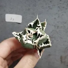 アガベ チタノタ オテロイ 包心竜 コンパクト OC株 34 - メルカリ