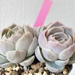 2026年最新】miya苗の人気アイテム - メルカリ