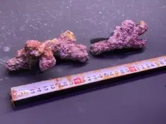 2025年最新】ライブロック 海水魚の人気アイテム - メルカリ