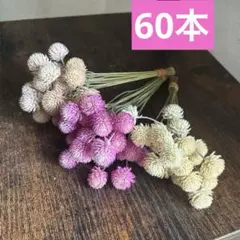 M千日紅　ドライフラワー　茎付き　60本⭐️薄ピンク　ピンク　白⭐️スワッグ　花材