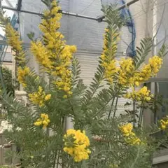 アカシア　ブルーブッシュ　大苗 ミモザ　オージープランツ