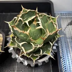 アガベ　白鯨　陽炎　強白爪　極上大子株 Amazon.co.jp: B1 極上子株 アガベ チタノタ 白鯨 強棘 陽炎狂刺