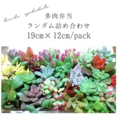 多肉植物 ランダム詰め合わせ 19cm×12cm
