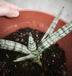 サンスベリアキリンドリカ　苗木　株　抜き苗　ガーデニング　癒し　観葉植物　園芸のサムネイル
