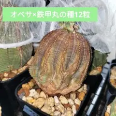 2026年最新】オベサ鉄甲 種子の人気アイテム - メルカリ