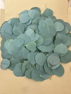 ユーカリポポラス 葉のみ 300枚