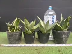 【ポットごと/翌日発/沖縄離島不可】サンスベリア ミックス 観葉植物のサムネイル