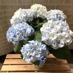 ☆ハイドランジア♡アジサイ☆カノン　ブルー☆5.5号鉢☆超希少☆ ☆ハイドランジア♡アジサイ☆クロワ☆5.5号鉢☆超希少☆ - メルカリ