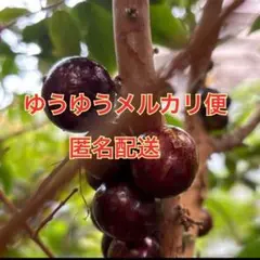 2026年最新】実生苗の人気アイテム - メルカリ