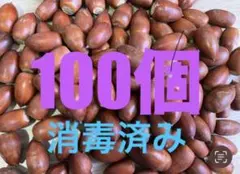 どんぐり　100個　マテバシイ