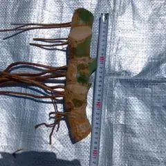 巨大モンステラ デリシオーサ 極太茎 30cm 発芽確認済み - メルカリ