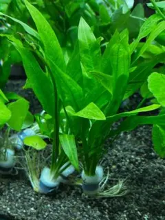 まっぴー様 リクエスト 3点 まとめ商品