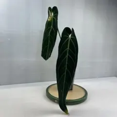 YM260Anthurium Warocqueanumアンスリウム ワロクアナムのサムネイル