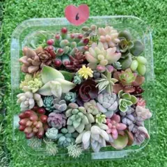 ☆多肉植物　セダムカット苗詰め合わせ⑥