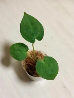 YM280 アンスリウム ダークフェニックス × レッドクリスタリナム