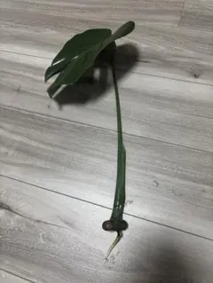 2葉つき・気根から発根あり】モンステラ デリシオーサ カット苗☆美株