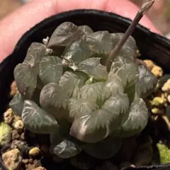 微根発根済‼️極上班‼️多肉植物 ハオルチア オブツーサ錦 水中月錦