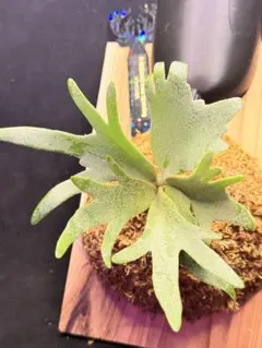 ケイ様 リクエスト 2点 まとめ商品