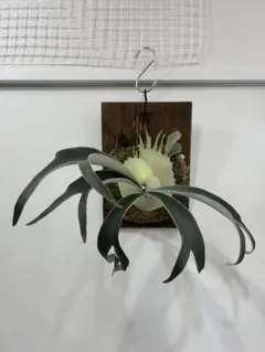 2026年最新】veitchii 2ndの人気アイテム - メルカリ