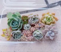多肉植物 カット苗 寄せ植え セット