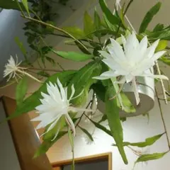 2025年最新】孔雀サボテン抜き苗の人気アイテム - メルカリ