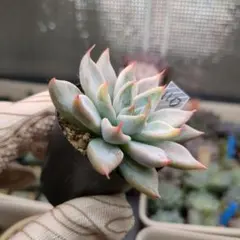 2025年最新】優木園 リンゼアナの人気アイテム - メルカリ