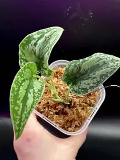 スキンダプサス　マハリカ　オールハーフ ダークのおまけ付き　1 スキンダプサス マハリカ オールハーフ ダークのおまけ付き 1