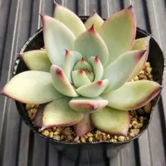 chie1357様 リクエスト 2点 まとめ商品